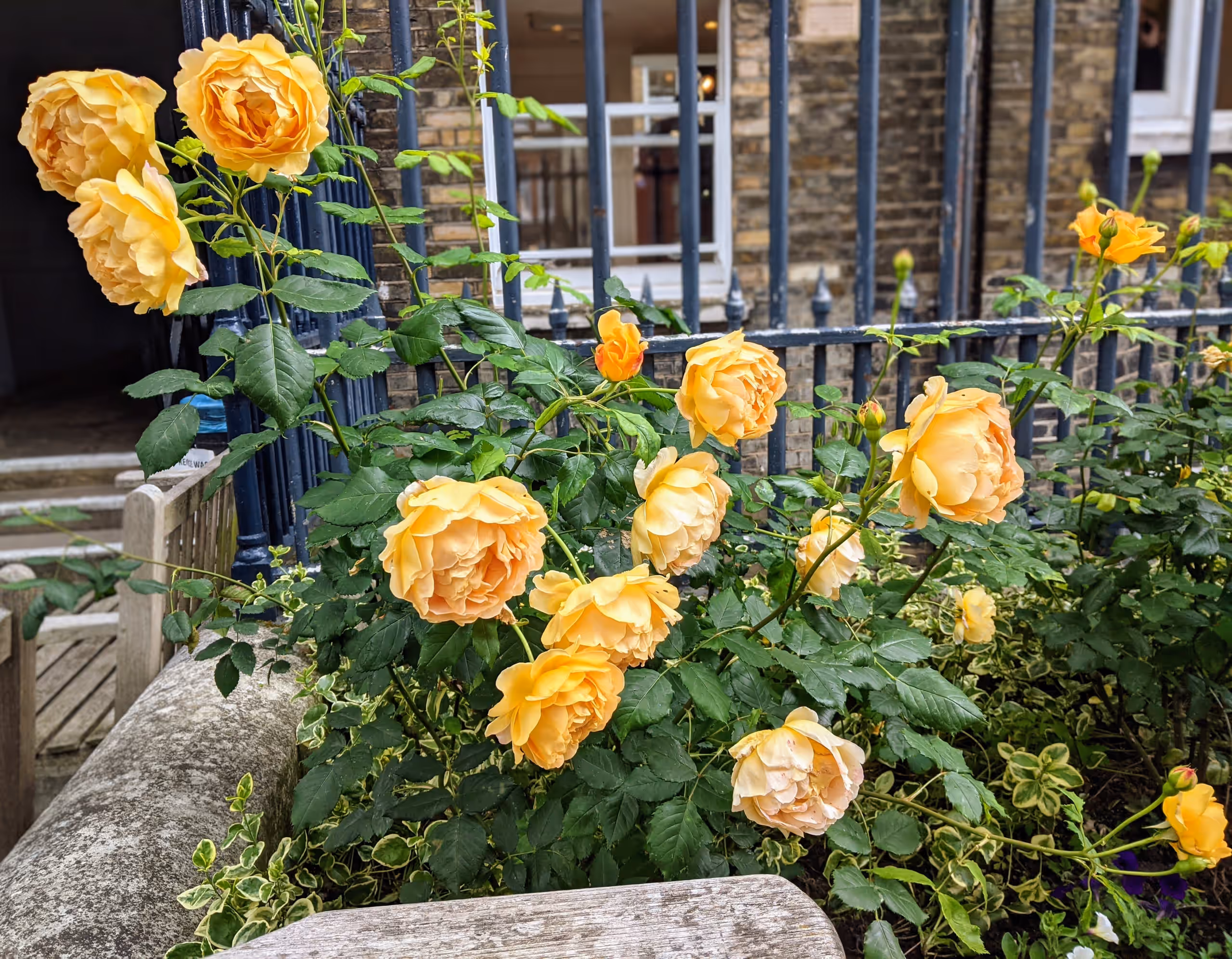 A rose bush with large golden roses in bloom