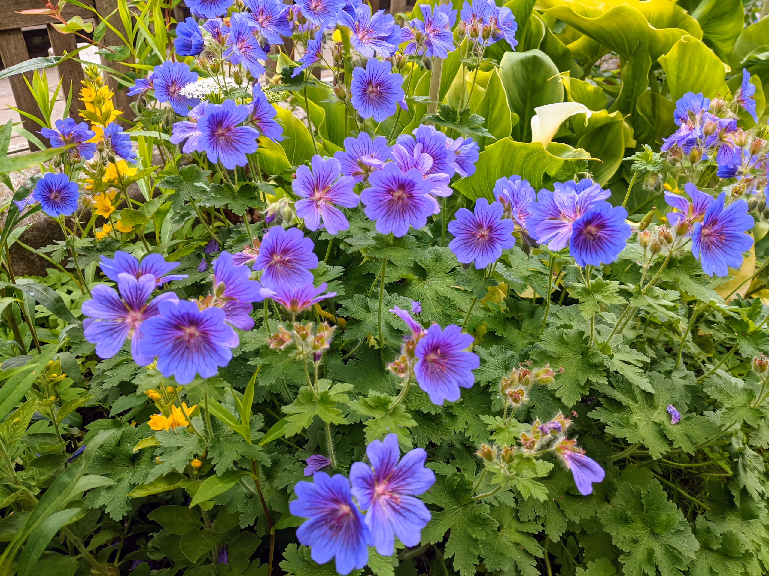 Violet-blue hardy geraniums flowering among green foliage in the church garden in June.