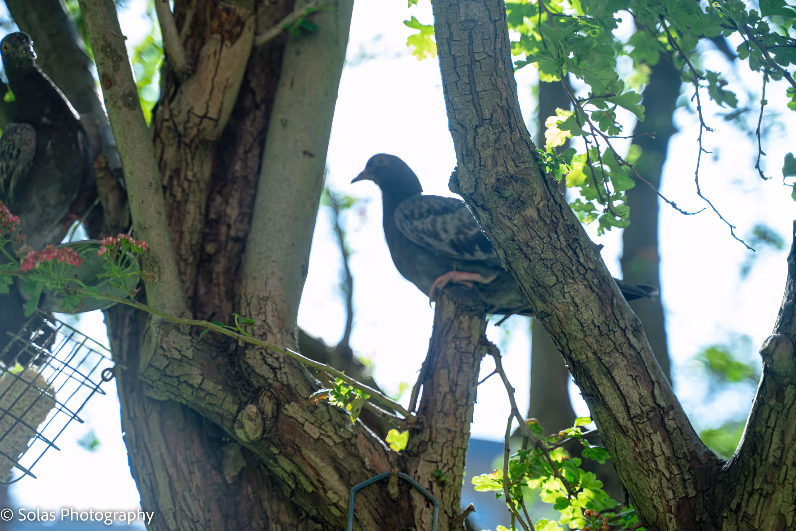 Pigeons perched in a tree beside a bird feeder in the church garden.