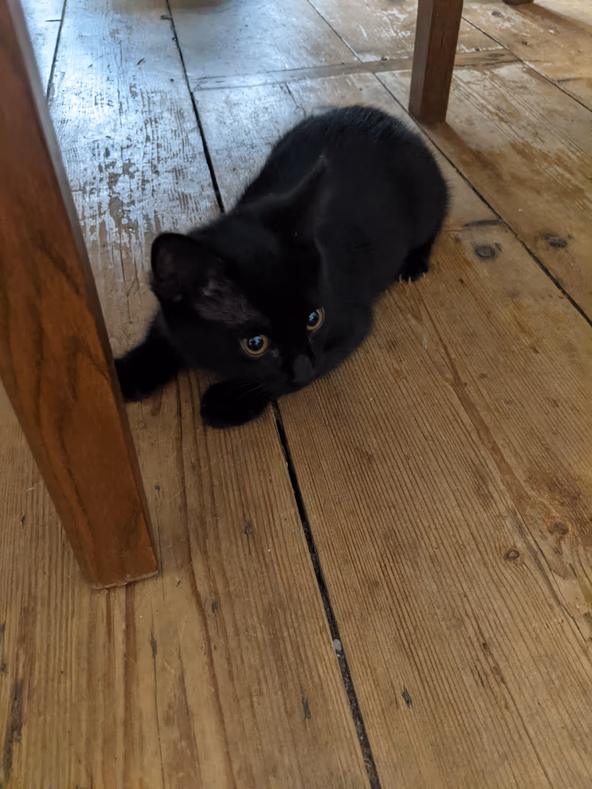 Mrs Higgins as a tiny black kitten, crouched on bare floorboards under a table.