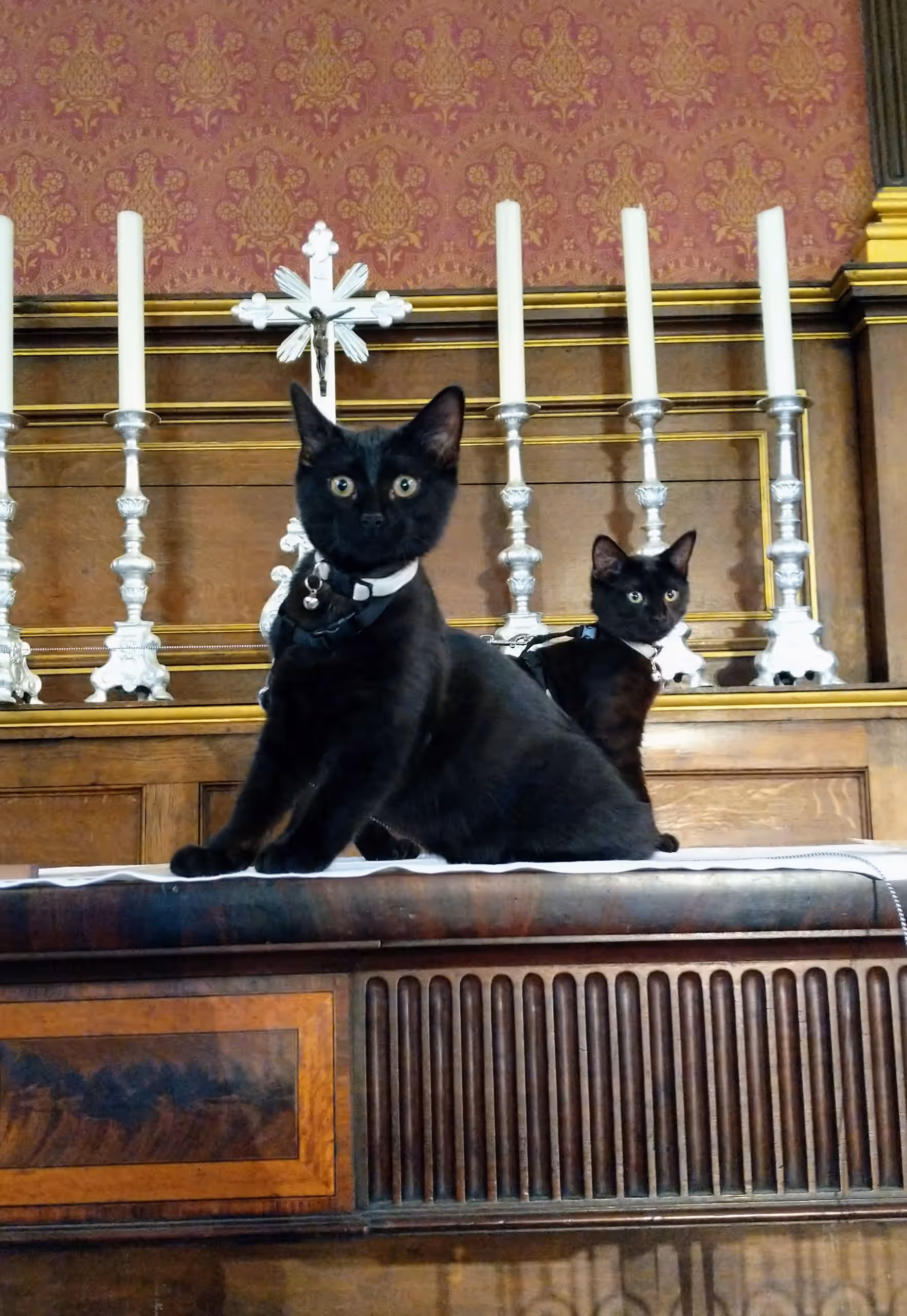 Two black cats, Eliza and Mrs Higgins, sitting on the altar in front of silver candlesticks and a cross.