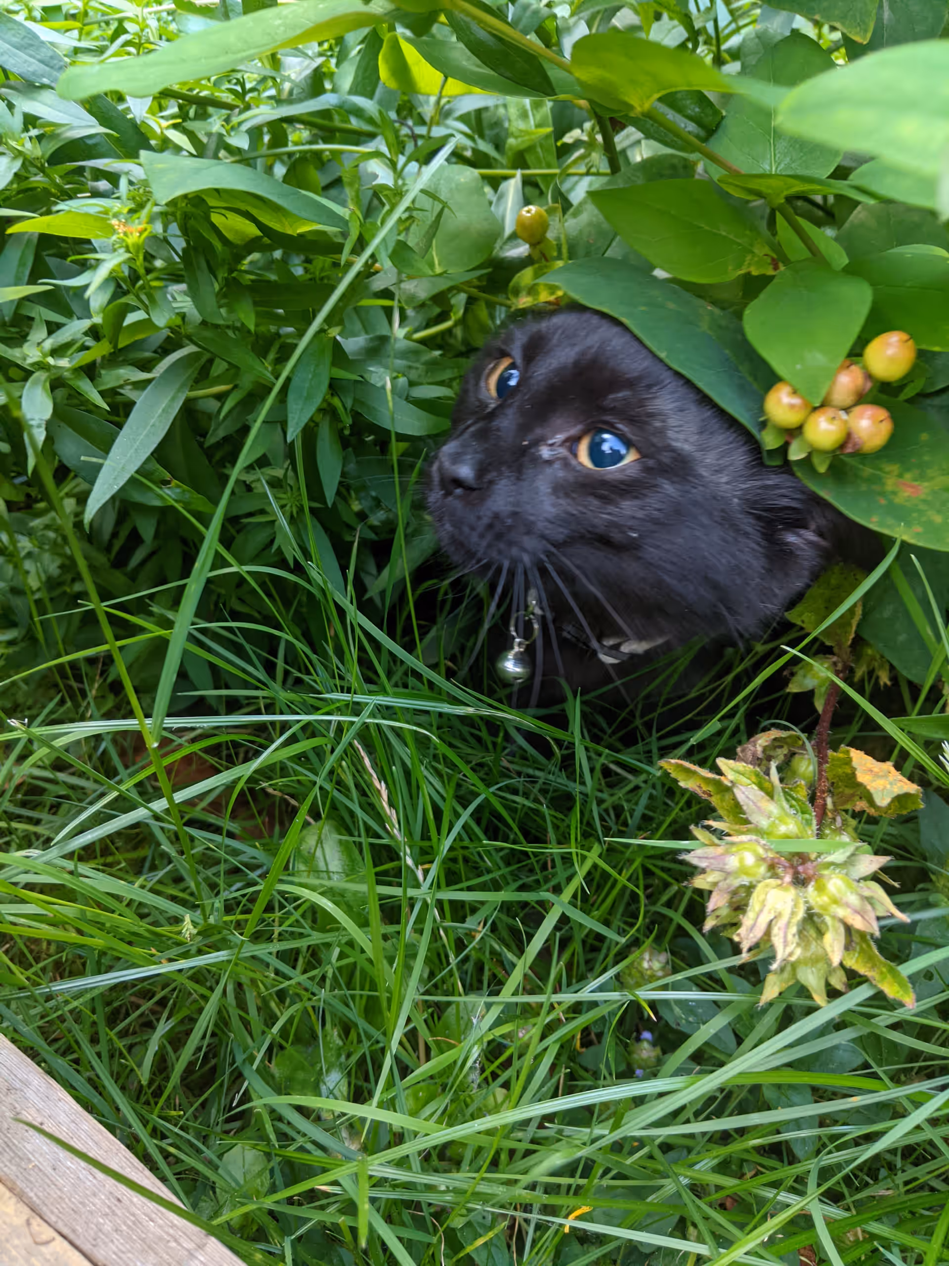 Eliza, the black church cat, peers out from long grass and leafy plants in the garden.