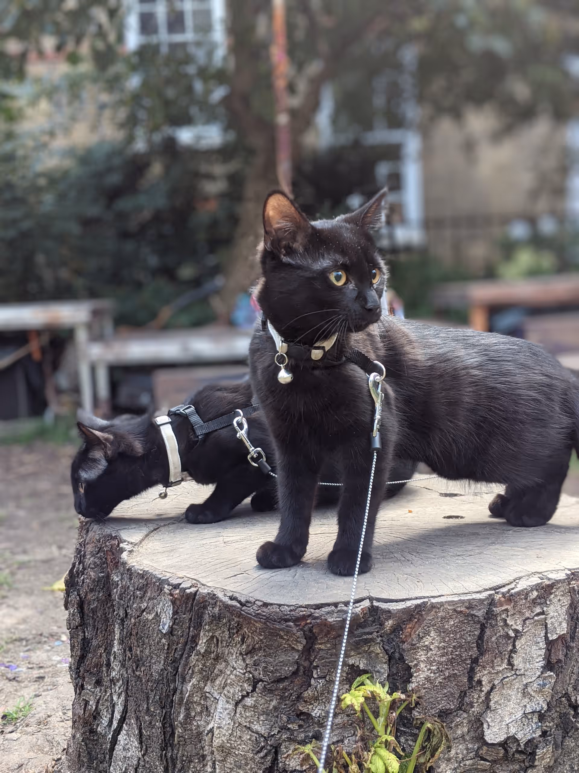 Two black kittens in harnesses and leads explore a tree stump in the church garden.