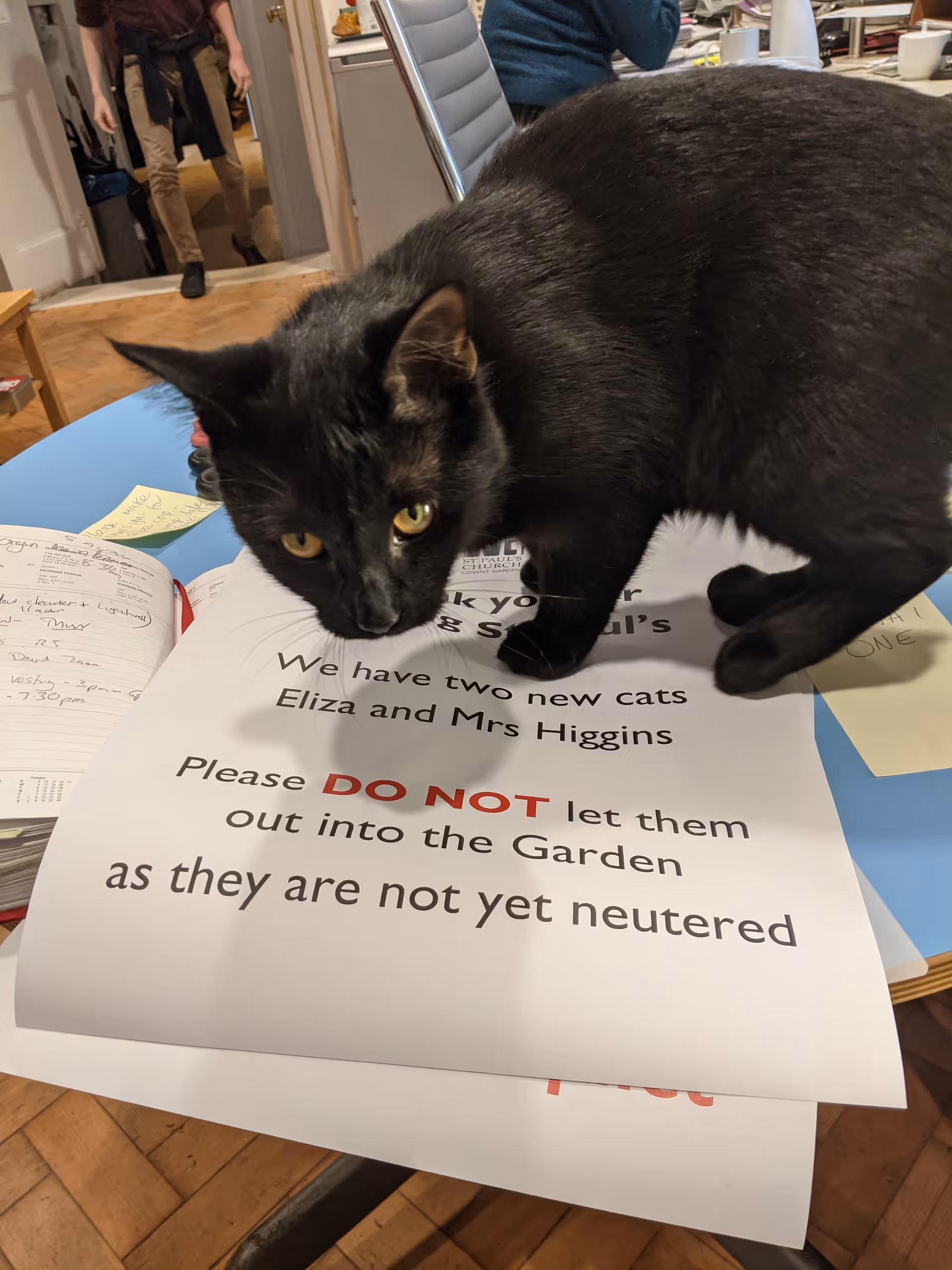 Eliza, a black cat, standing on a notice asking staff not to let Eliza and Mrs Higgins out into the garden.