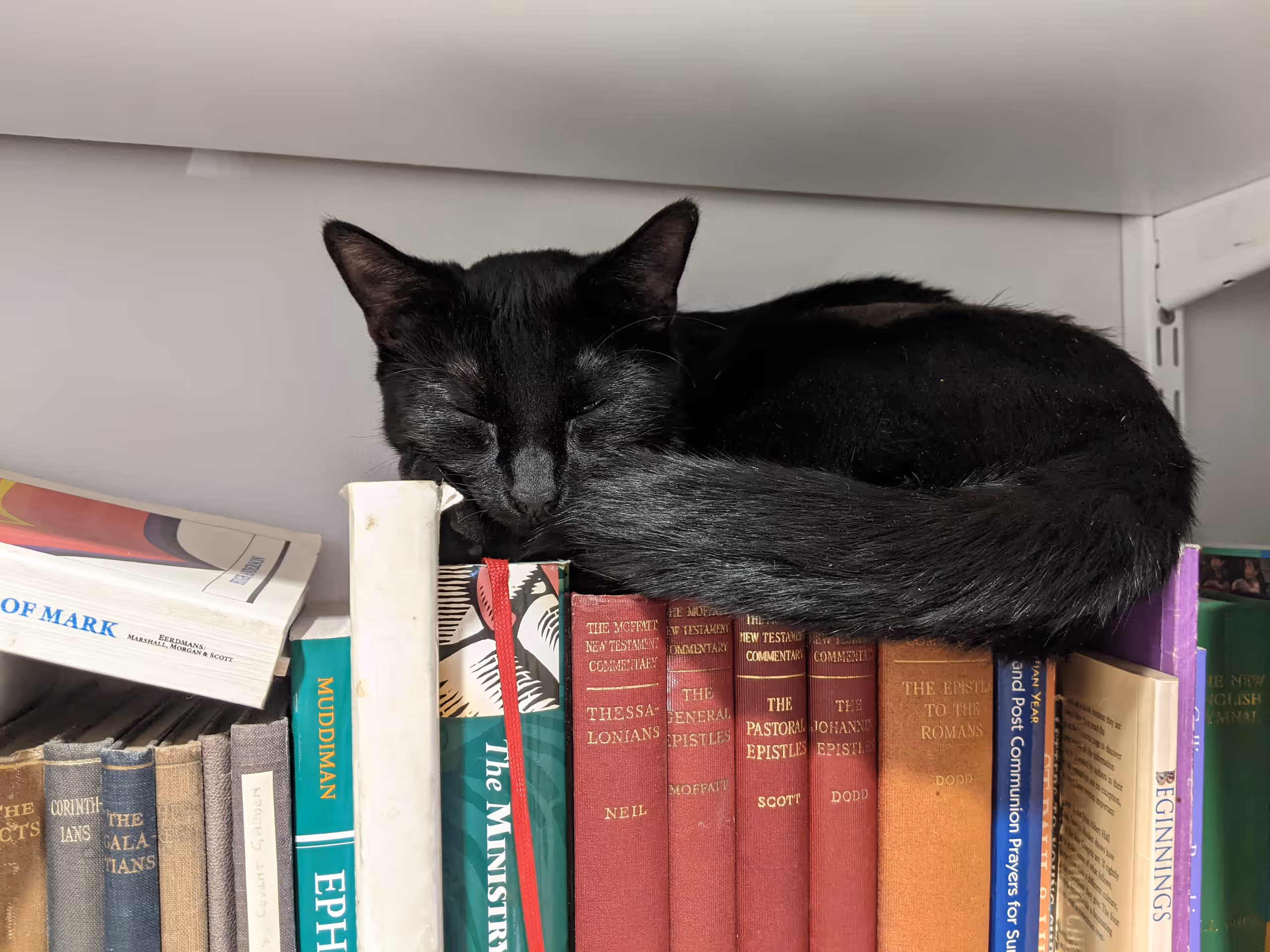 Mrs Higgins, a black cat, asleep curled up on top of a row of Bible commentaries on the office bookshelf.