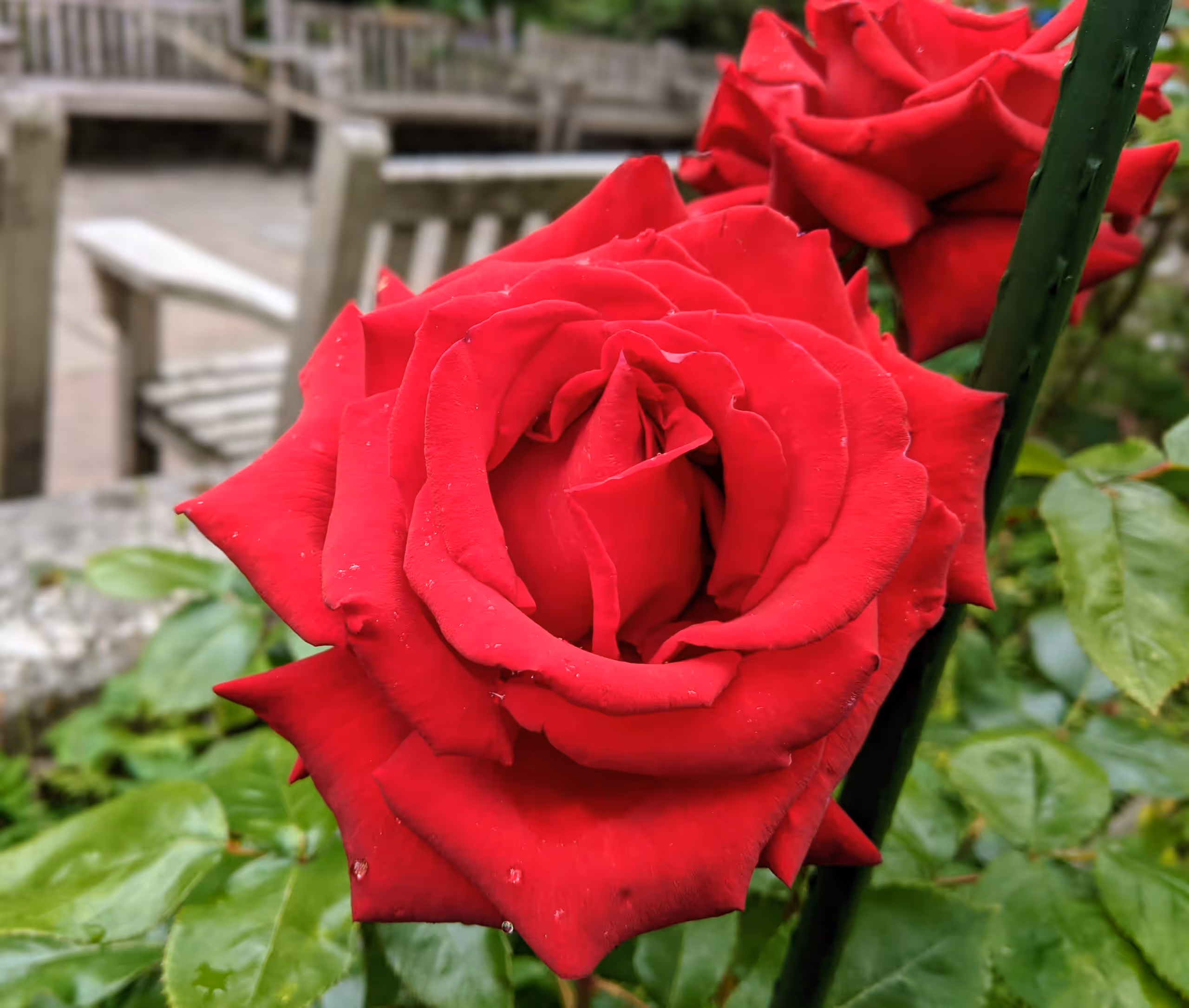 A red rose.