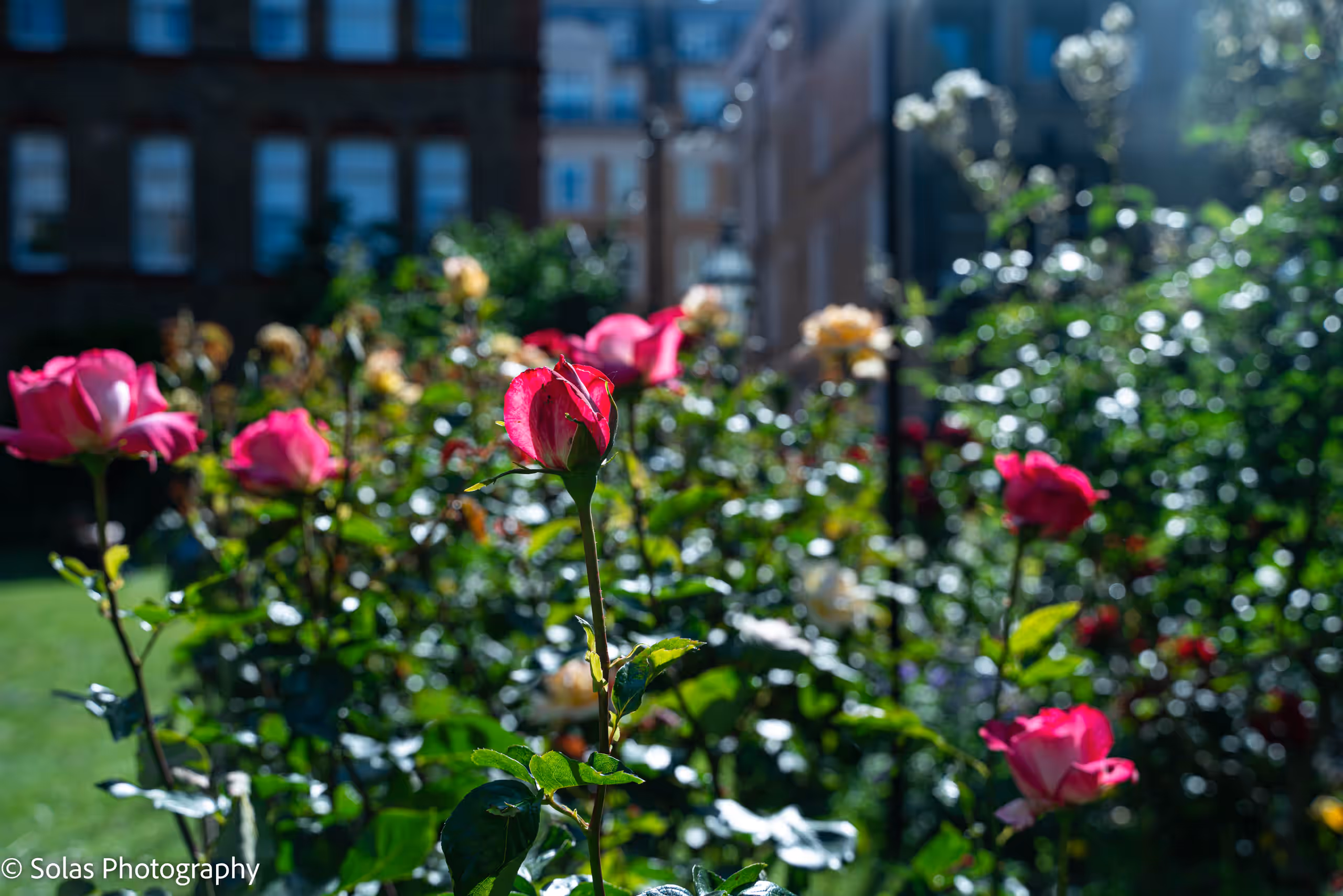Pink roses in bloom in the sunlit church garden, with Covent Garden buildings behind.